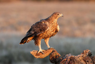 Bird perching on a rock