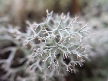 Close-up of cactus plant