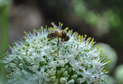 Close-up of bee pollinating on flower