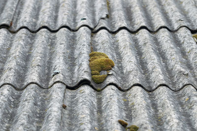 Close-up of a bird on roof