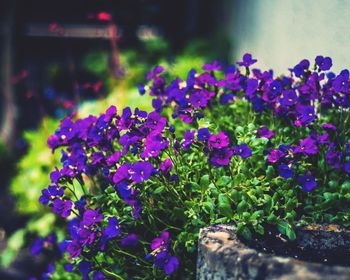 Close-up of purple flowers blooming in field