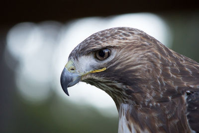 Close-up of a bird