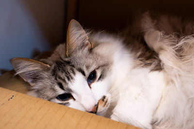 Close-up of cat resting