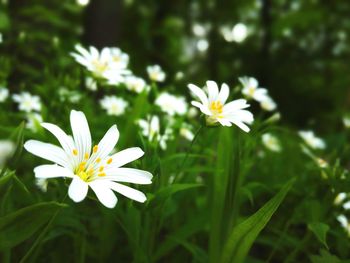 Close-up of white flowers blooming outdoors