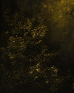 Close-up of grass on field at night