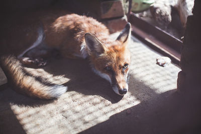 High angle view of a dog looking away