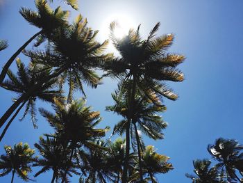 Low angle view of palm trees against clear blue sky