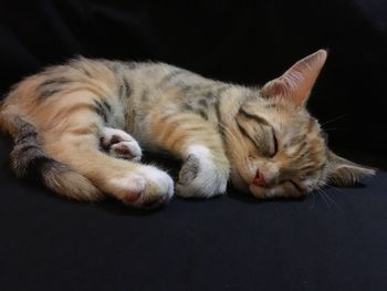 Close-up of cat sleeping on black background