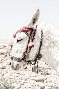 Close-up of a horse on field