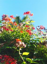Low angle view of red flowers