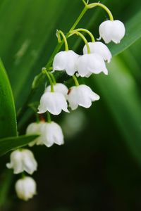 Close-up of white flowers