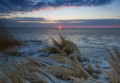 Frozen reeds on the beach during winter