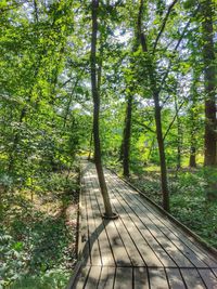 Footpath amidst trees in forest