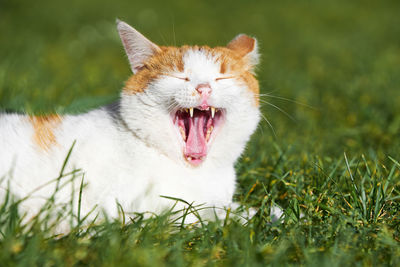 The white-ginger cat yawns lying in the grass