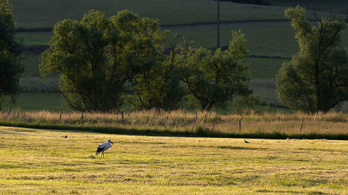 Scenic view of field