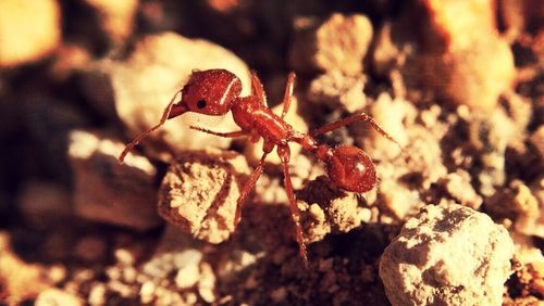 Close-up of ant on rock