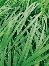 Full frame shot of wet leaves on rainy day