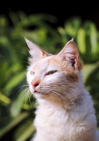 Close-up of a cat looking away