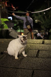 Cat sitting on steps with man in background