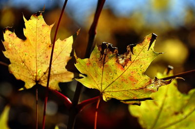 Close-up of dry maple leaf