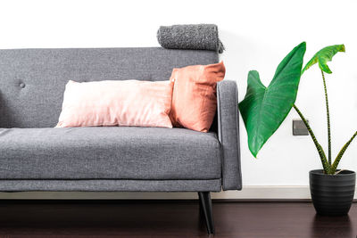 Potted plant on sofa at home