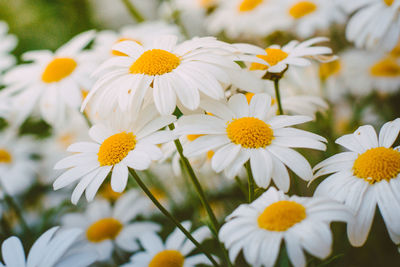 Close-up of white flowering plants