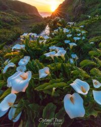 Close-up of white flowering plants by sea