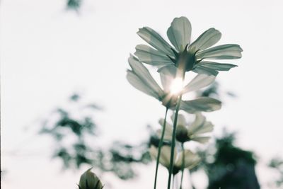 Low angle view of flowers against clear sky