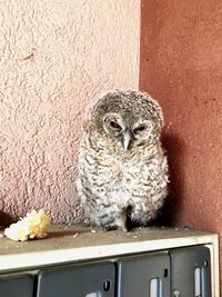 Close-up of portrait of bird against wall