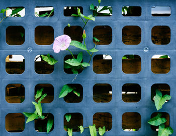 Full frame shot of plants