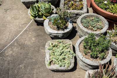 High angle view of various potted succulent plants