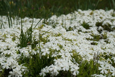 Close-up of white flowering plants on field