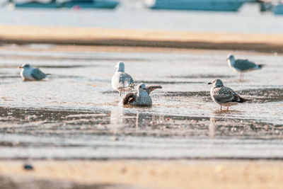 Seagulls perching on a sea