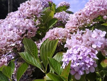 Close-up of purple flowers