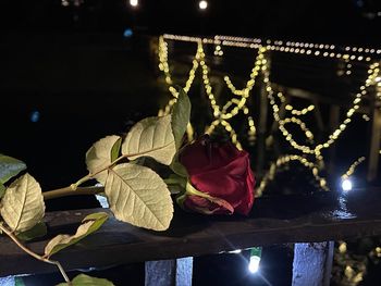 Close-up of rose on railing at night