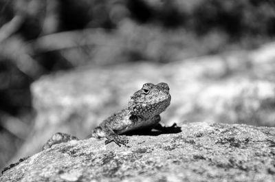 Close-up of lizard on ground