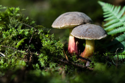 Close-up of mushroom growing on field