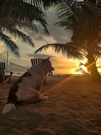 Rear view of horse standing on field against sky during sunset