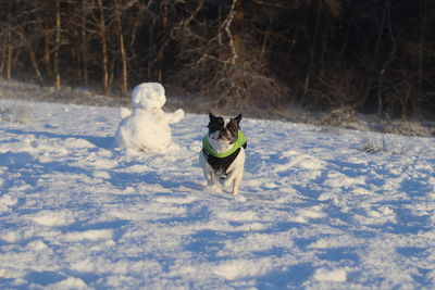 Dog in snow covered landscape