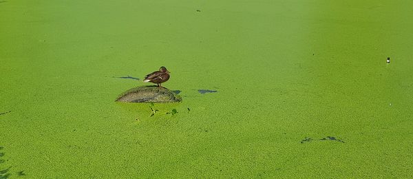 High angle view of bird perching on leaf