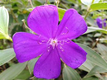 Close-up of water drops on pink flower