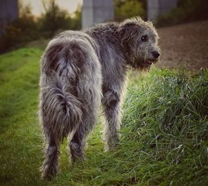 Close-up of dog standing on grassy field