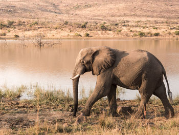 Elephant walking by river on field