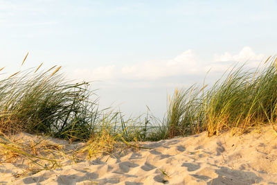 Plants growing on beach against sky