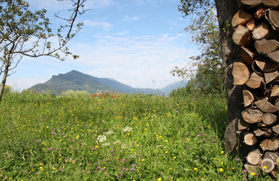 Plants growing on mountain against cloudy sky