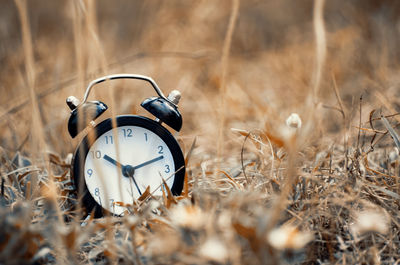 Close-up of clock on dry grass