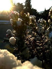 Close-up of plants against sky