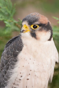 A lanner falcon perched for a portrait