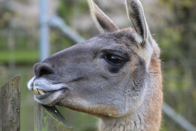 Close-up of an animal in zoo