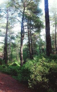 Footpath in forest